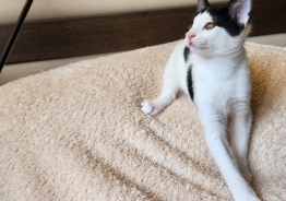 Котята в Вене, Австрия