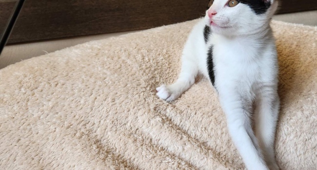 Котята в Вене, Австрия