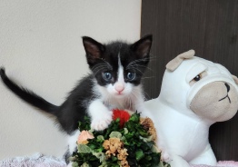 Котята Европейские короткошерстные. 